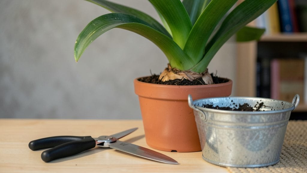 Pruning Amaryllis Plants: 3-Step Guide to Revive and Rebloom
